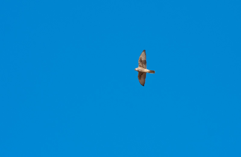 Saker Falcon In Flight